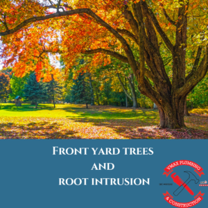 Read more about the article Front yard trees and root intrusion